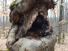 Mulmhöhle im Steigerwald.