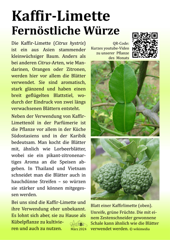 Kaffir-Limette - Pflanze des Monats im Ökologisch-Botanischen Garten