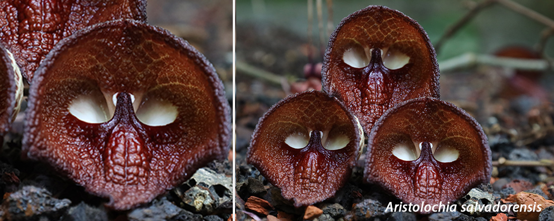 Sci-Fi-Pflanzen Aristolochia