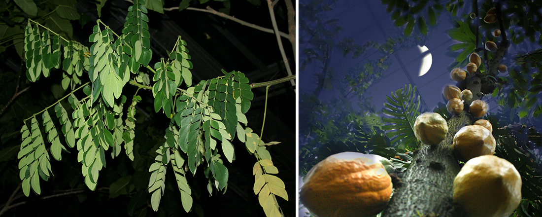 Nachts in den Tropen