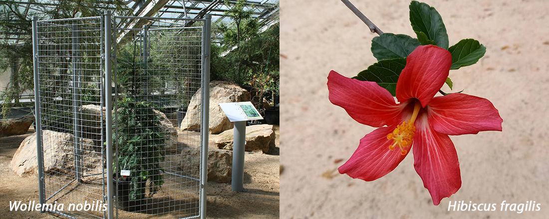 Bedrohte Tropenpflanzen