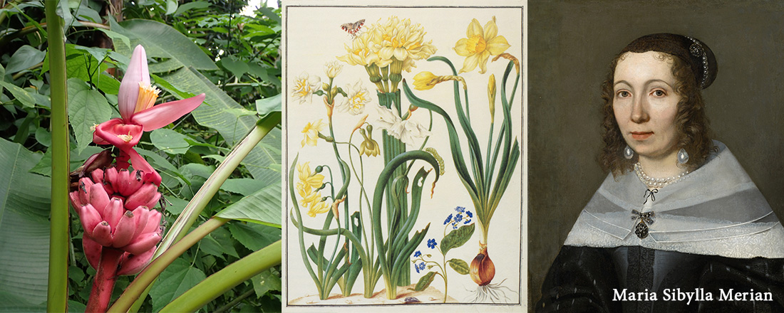 Maria Sibylla Merian