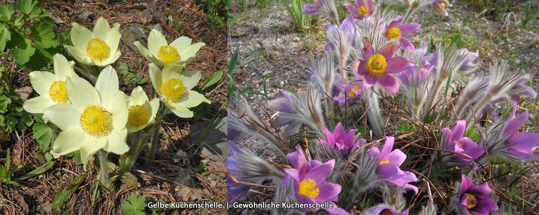 Küchenschellen - Frühblüher im ÖBG