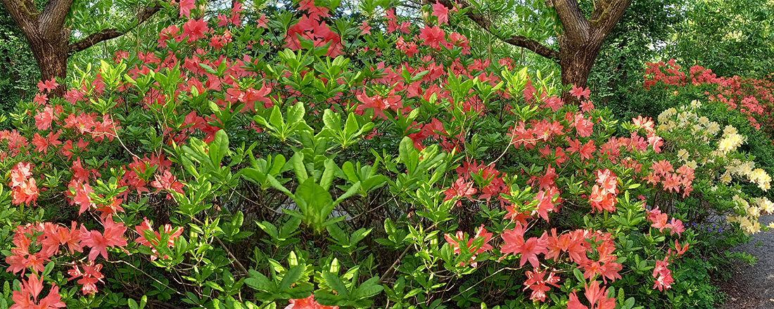 Sonntagsführung Mai