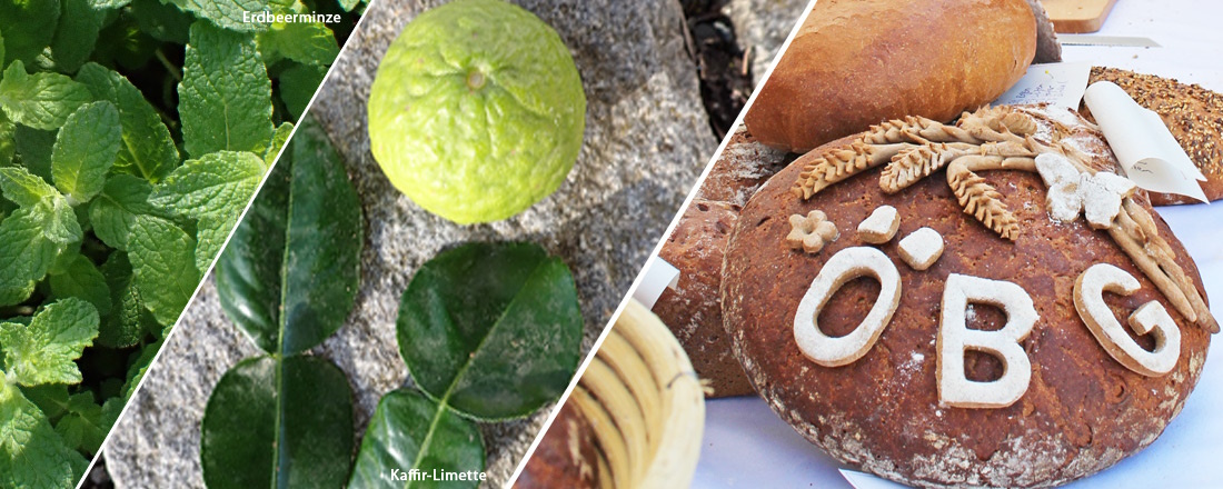 HWK-Brotbacken im ÖBG