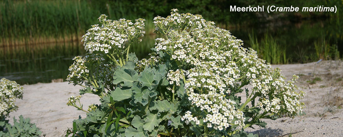 Salzpflanzenführung - Meerkohl