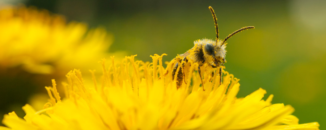 Wildbienen im ÖBG