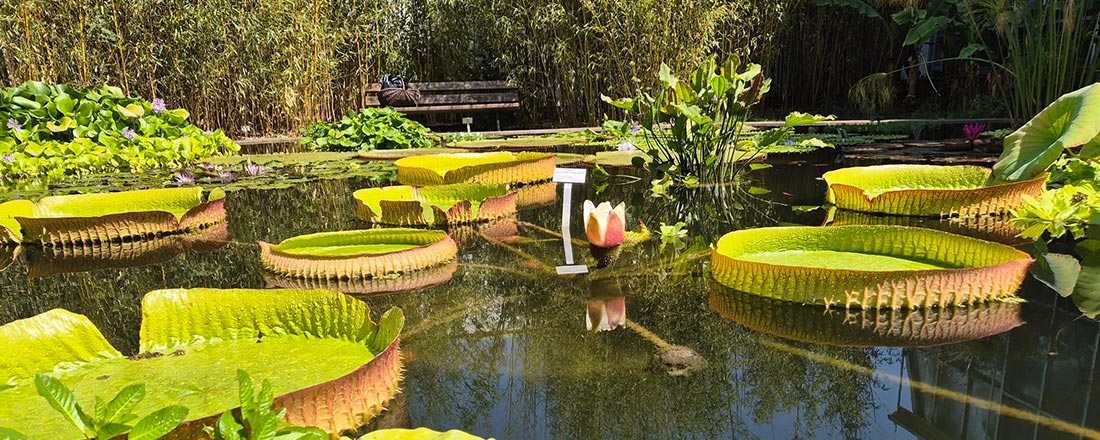 Tropische Wasserpflanzen