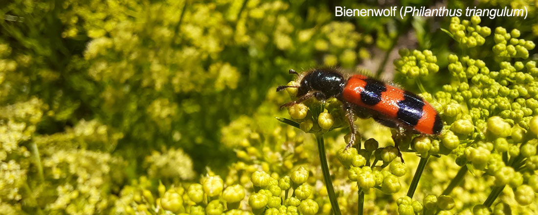 Insekten Kräuter