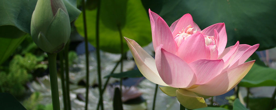 Lotus, Papyrus & co.