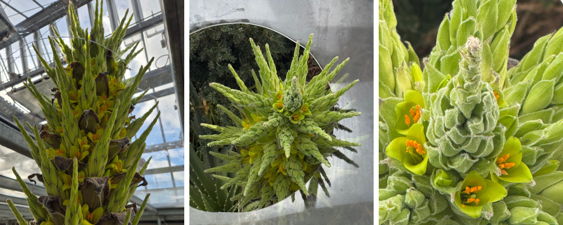 Puya