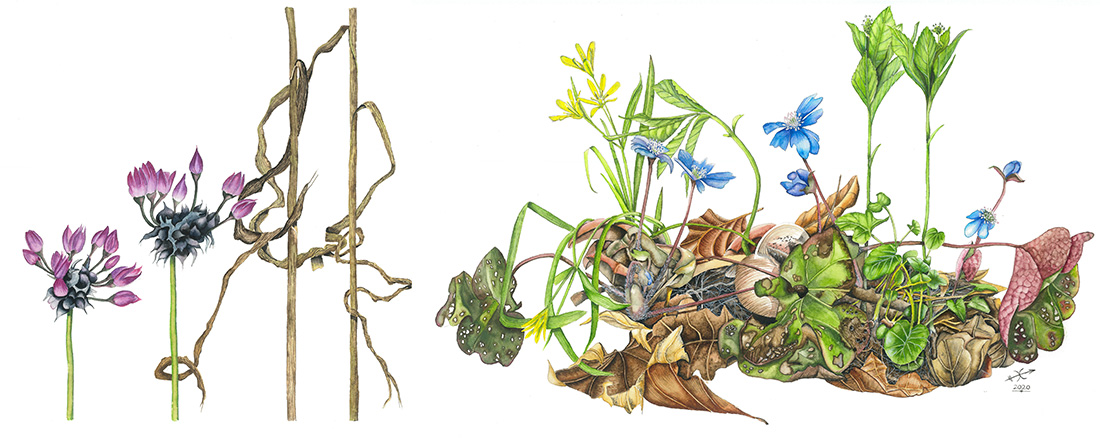 Botanische Illustrationen Weber