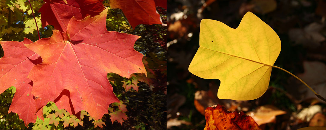 Plauderrunde Herbst