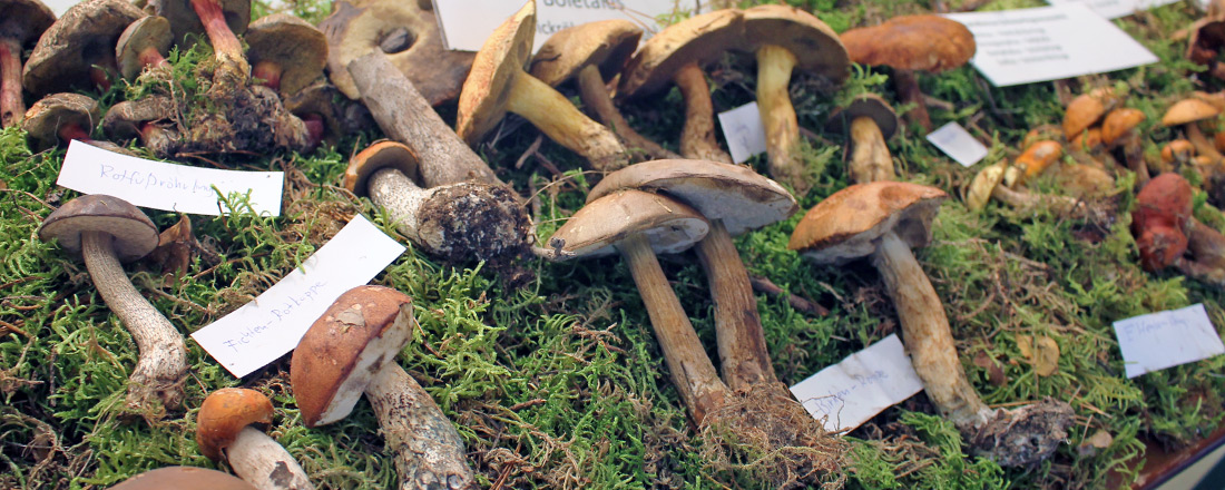BayPilz