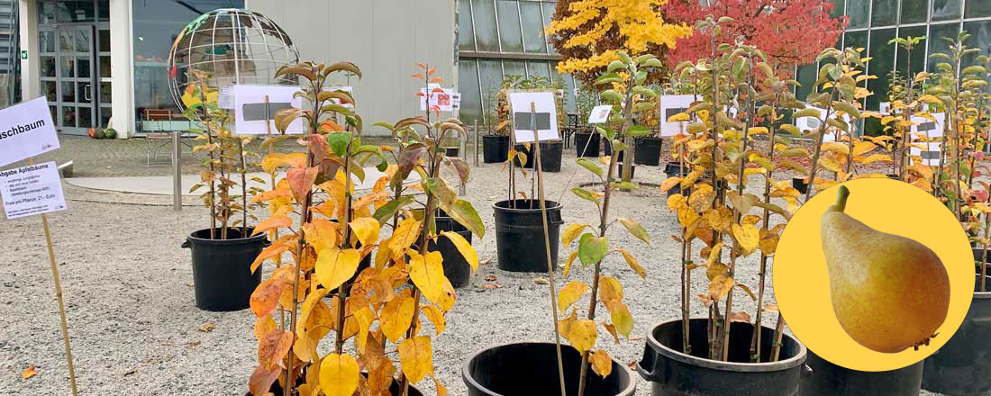 Obstbaumabgabe