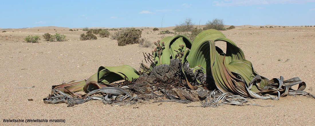 Führung in Englisch