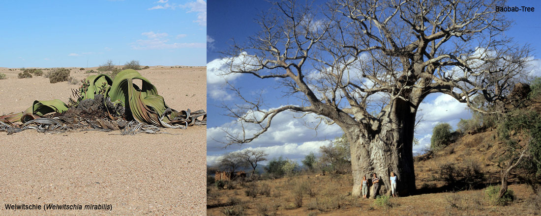 Führung zu afrikanischen Pflanzen