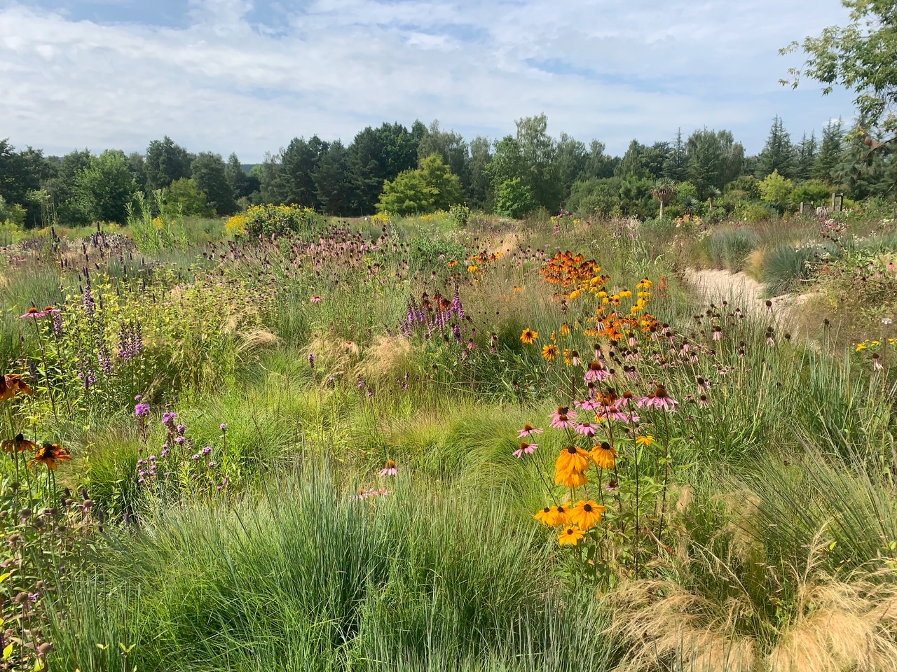 Prärie im Ökologisch-Botanischen Garten