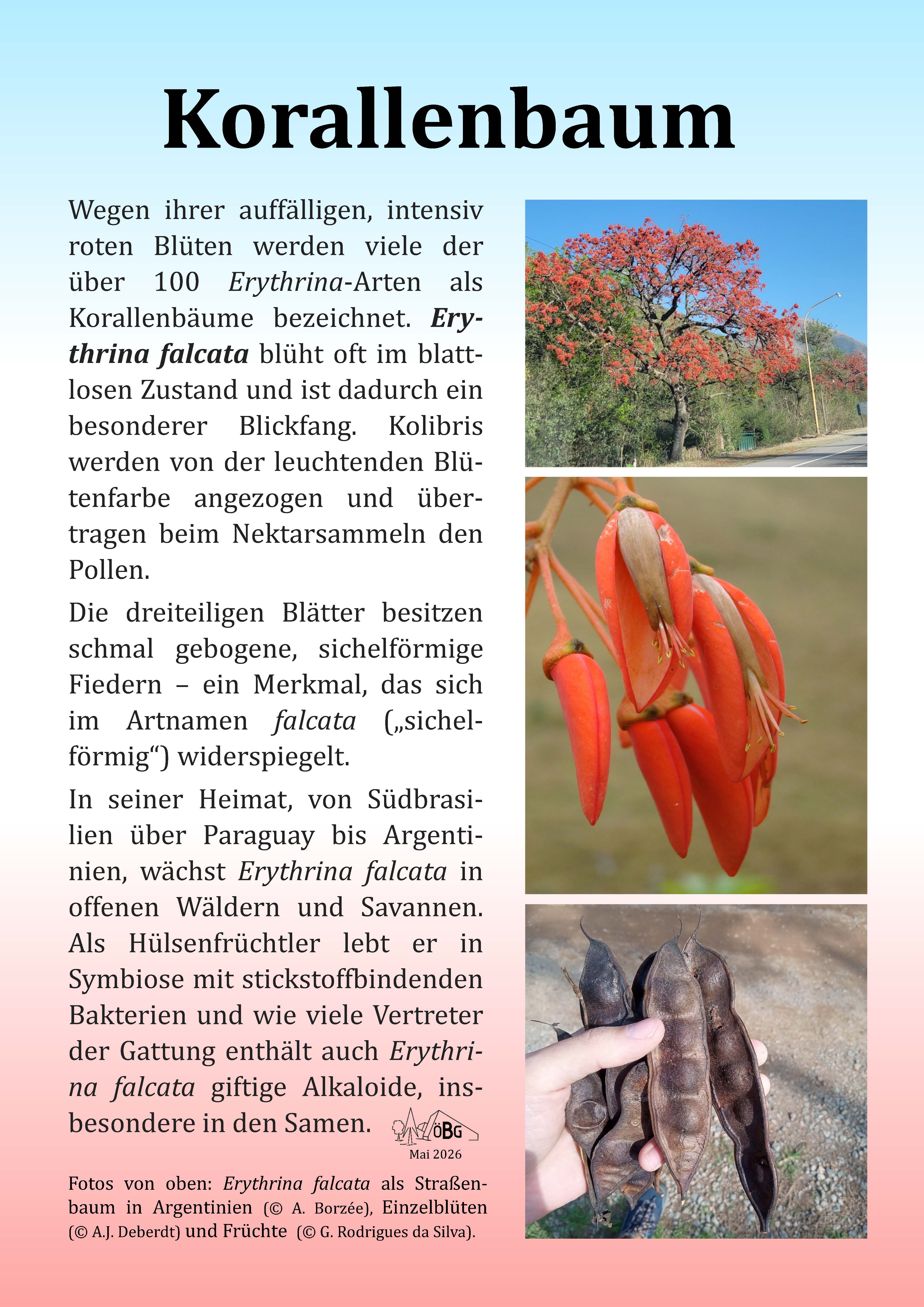 Korallenbaum