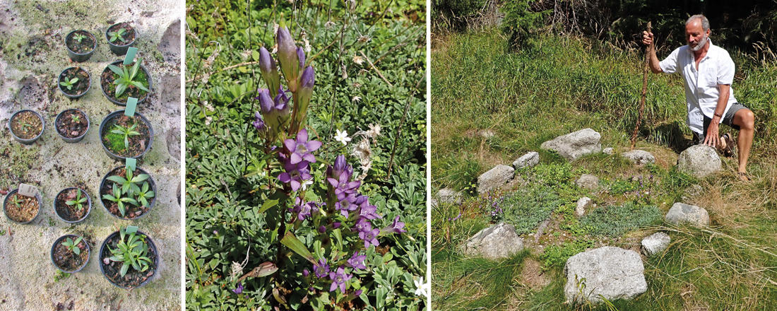 Gentianella ÖBG