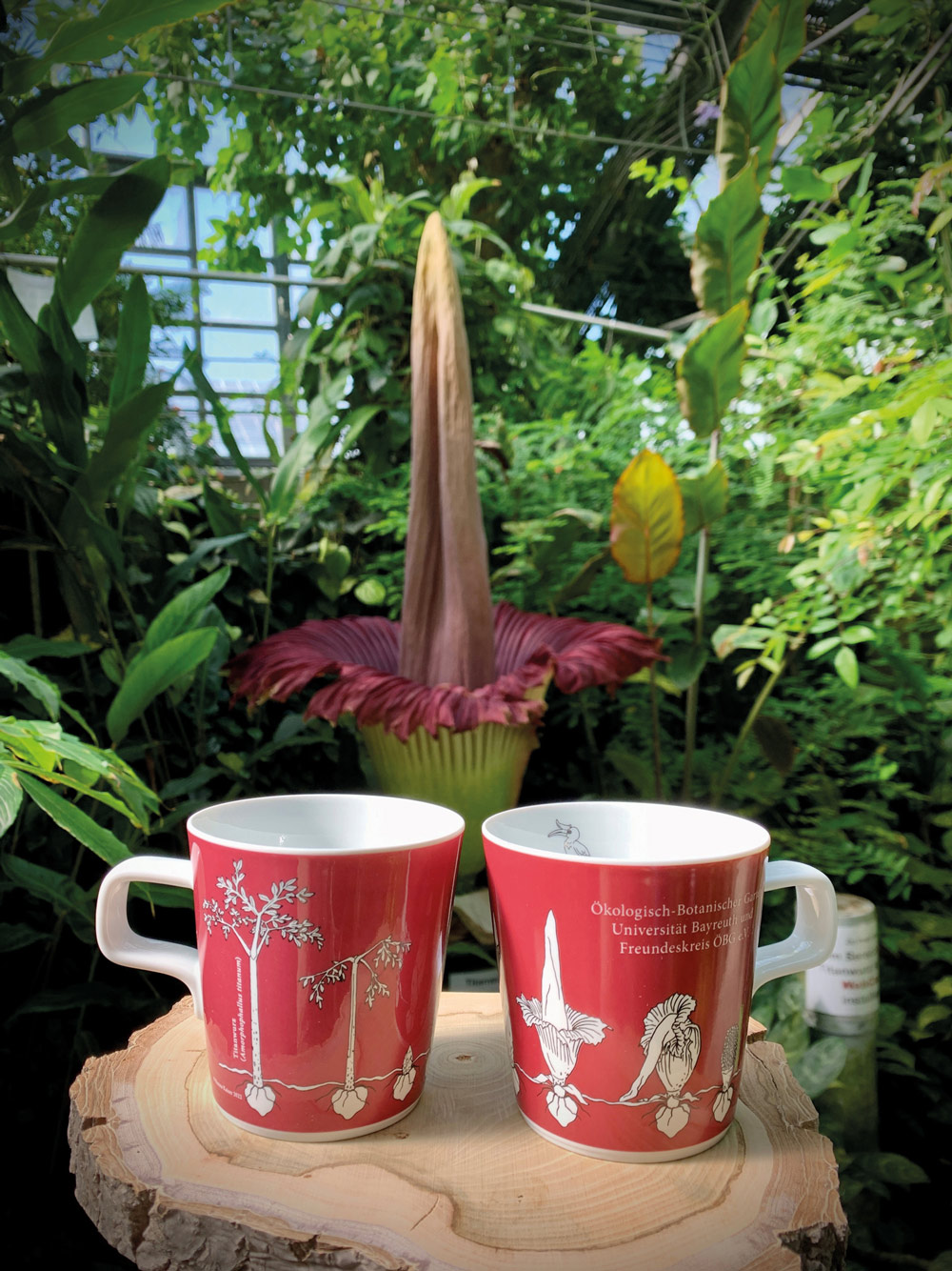 Freundeskreis Tasse Titanwurz ÖBG
