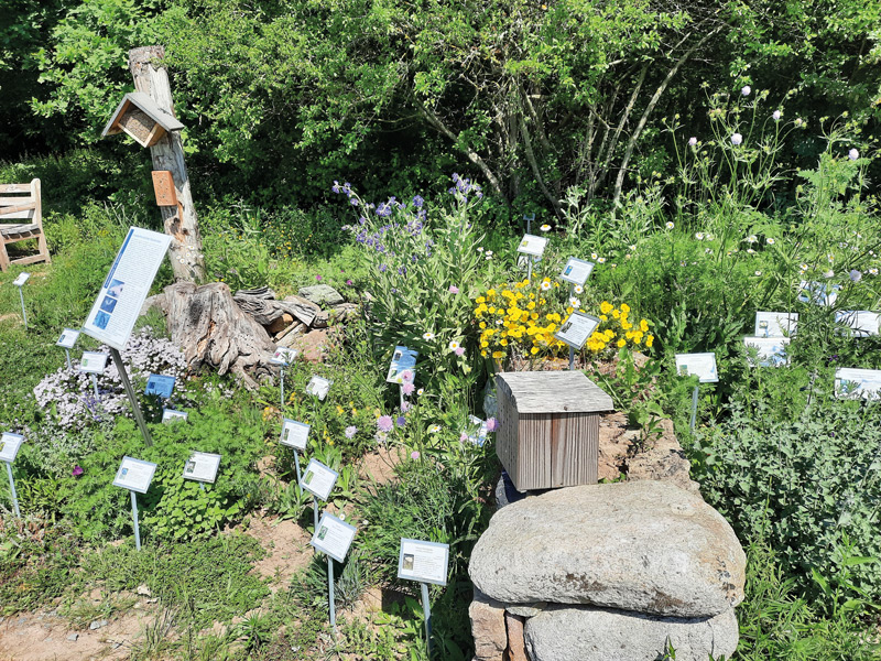Artenvielfalt gestalten - Beispiel insektenfreundliches Beet