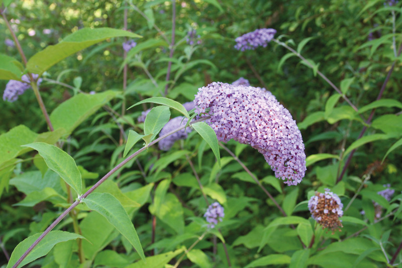 "Neophyten" und "Seltene und unbekannte Gemüse und Salate" - Neophyt: Buddleja sp.