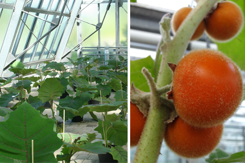 Projekt Klein Eden Ökologisch-Botanischer Garten Universität Bayreuth