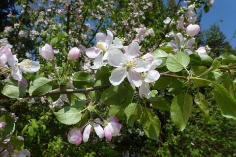 Wildapfel Malus sylvestris im ÖBG.