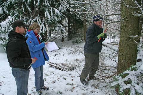 Entnahme eines Bohrkerns bei einer Cedrus libani im ÖBG.