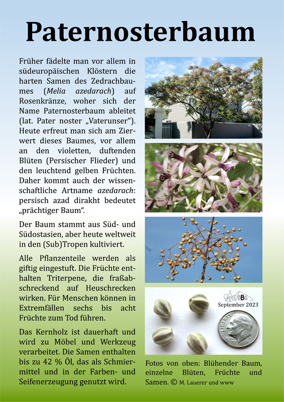 Paternosterbaum - Pflanze des Monats September