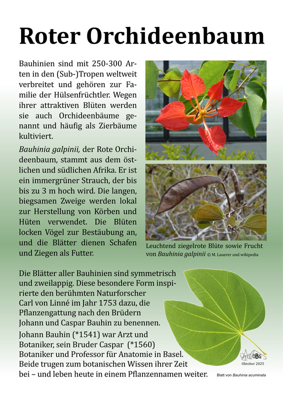 Bauhinia galphinii