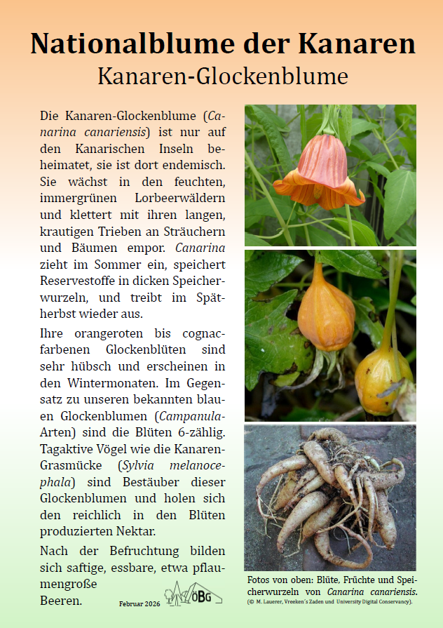 Kanarenglockenblume