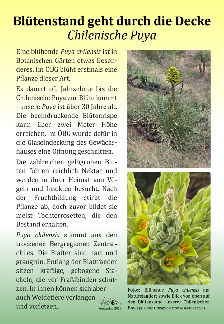 Puya chilensis