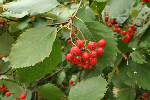 Zweig mit Früchten der sehr seltenen, in der nördlichen Frankenalb endemischen Kordigast-Mehlbere (Sorbus cordigastenis).